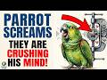 Why does your parrot scream when you leave the room?
