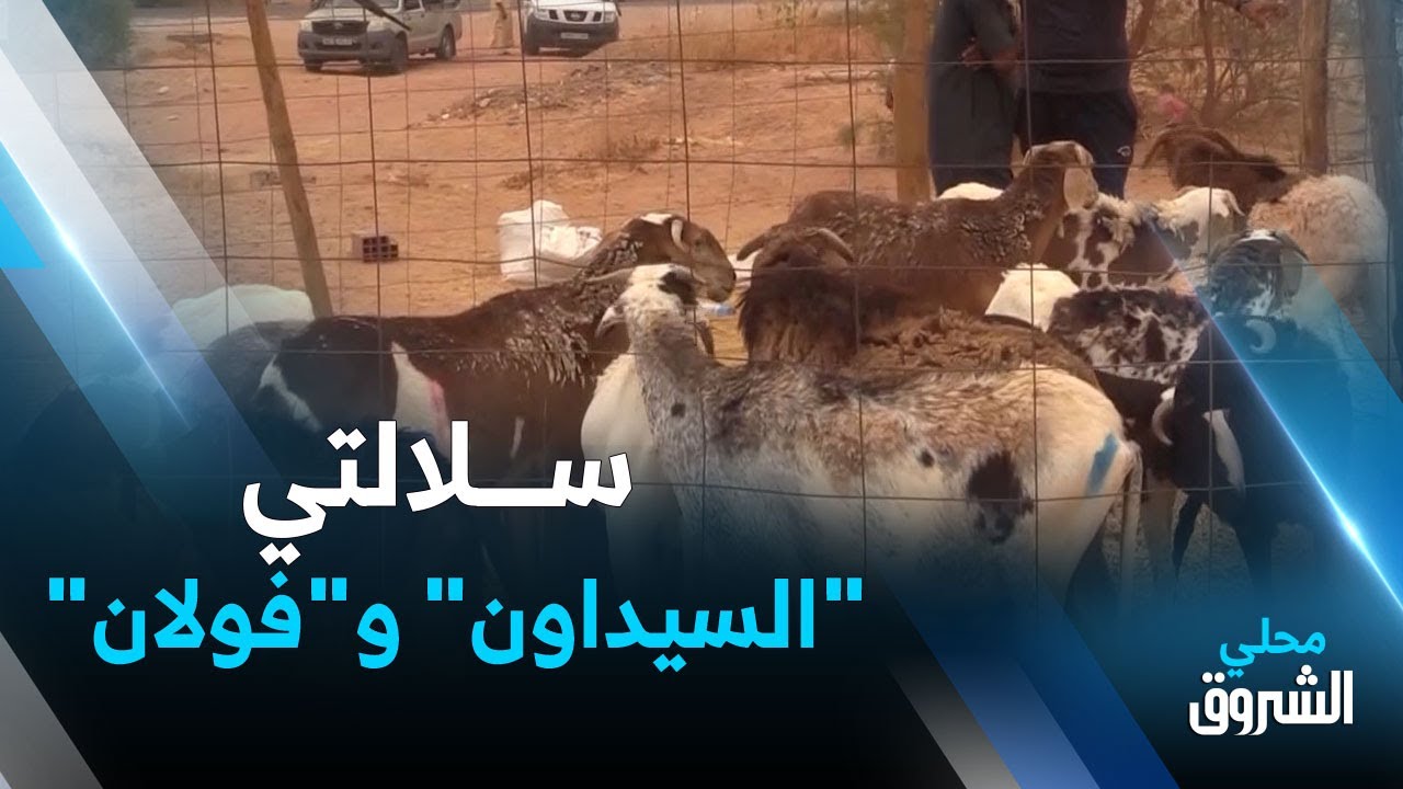 #أدرار: إقبال على سلالتي 