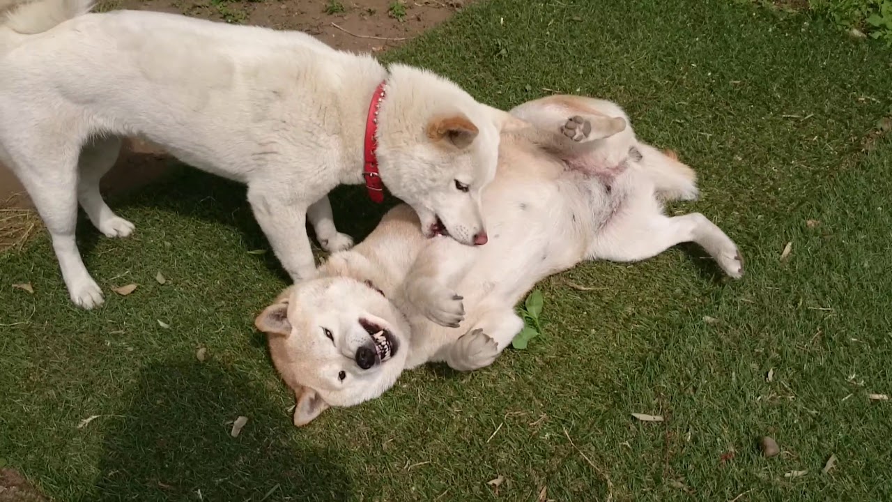 柴犬 大好きなおばあちゃん犬 と戯れる白柴ちいちい Shiba Inu Youtube