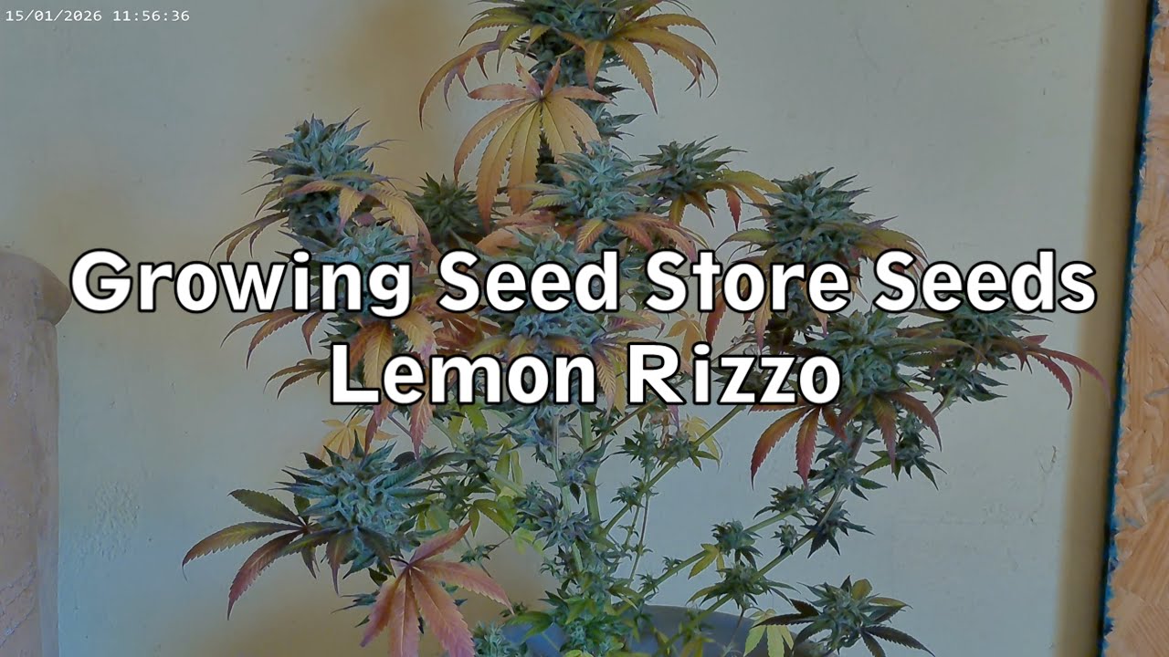 lemon rizzo report