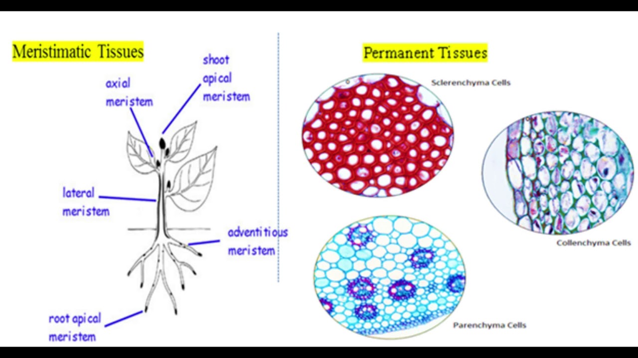 Plant tissues. Meristematic Tissue. Plant Tissue Types. Permanent Tissue.