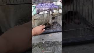 Ngehukum Musang Obes Yang Gak Bisa Anteng