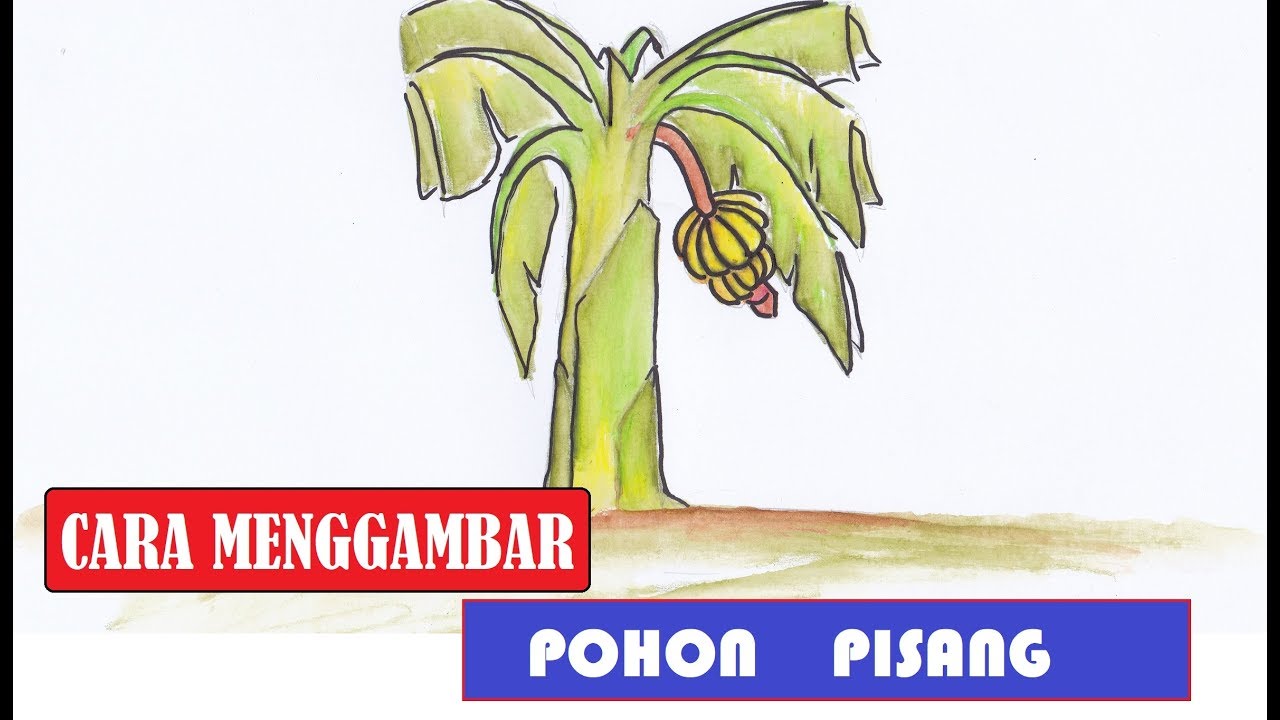 Cara Menggambar  dan Mewarnai Pohon Pisang Menggunakan  