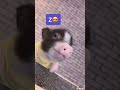 Cutest pets in the world😍 #shorts #foryou #fyp #tiktokviral #viralshorts #viralshorts #pets