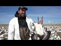 Spring Snow Goose Hunt in South Dakota