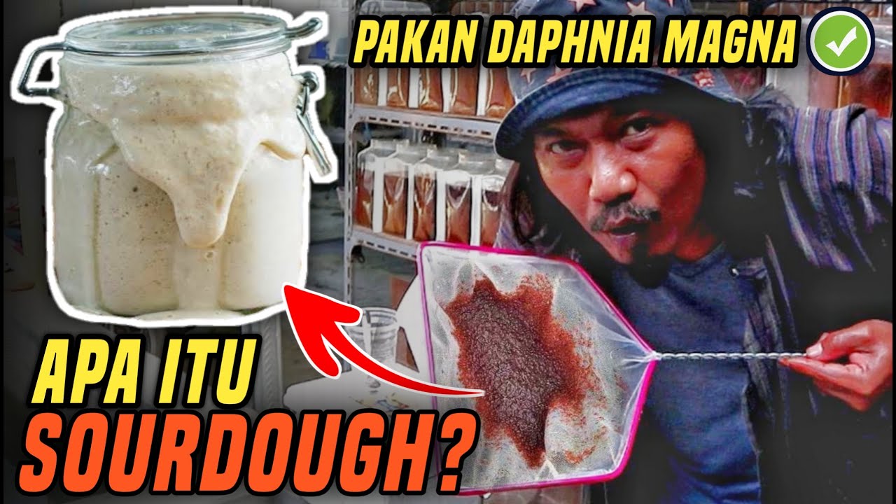 CARA BUDIDAYA DAPHNIA MAGNA INDOOR DENGAN MAKANAN RAGI ALAMI SOURDOUGH