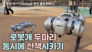 로봇 개 두 마리 동시 산책 가능? | Unitree Go1 Pro, B1 | 유니트리 한국 공식파트너