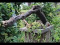 "Gartenrundgang"  Blick in einen fremden Garten -  Bärbels Wohn & Deko Ideen