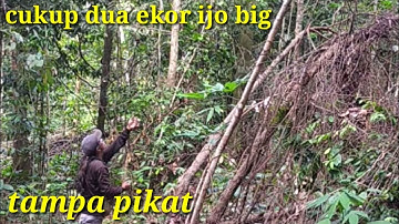 cara mikat burung cucak ijo tampa pikat,dapat dua ekor