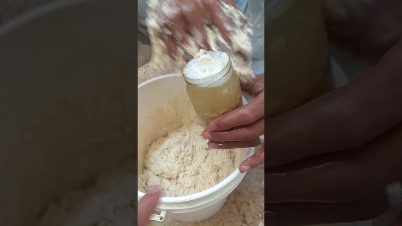 المرحله الثانيه من خميره الحمص