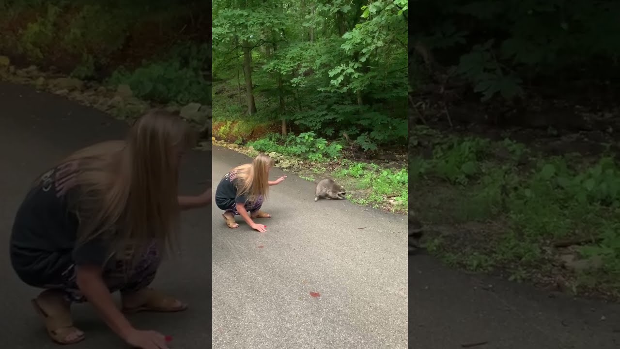 Getting Too Close To A Raccoon