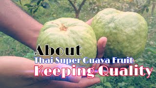 About Thai Super Guava Fruit Keeping Quality / Shelf Life.