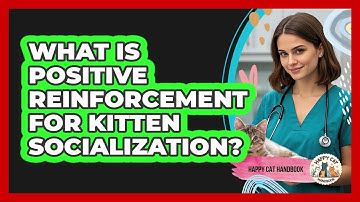 What Is Positive Reinforcement For Kitten Socialization? - Happy Cat Handbook