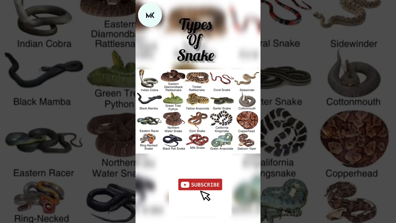 Types Of Snakes English Snake Learnwithmk5825