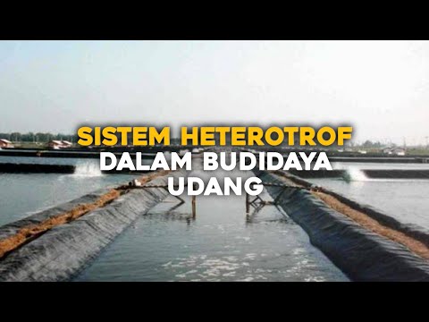 Video: Penjelajahan Kepelbagaian Genetik Bacillus Spp. Dari Kolam Udang Industri Di Vietnam Dengan Menaip Urutan Pelbagai Lokus