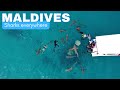Maldives swimming with sharks all the info