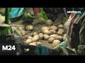 "Городской стандарт": картофель - Москва 24