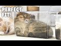 As Long as It Fits, LuLu Persists! | Kittisaurus
