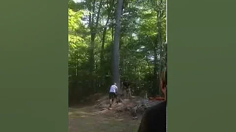 Large pine tree felling