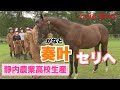 【サマーセール密着】日本で唯一競走馬を生産"静内農業高校"の「奏叶」/ 驚きの落札額＆オーナーも登場！”競馬部ファミリー”の解説も！