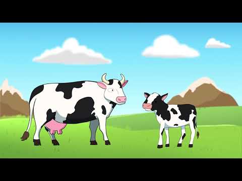 Video: ¿Se elabora mitad y mitad con leche de vaca?