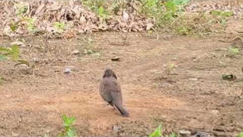 Mồi trần thức gu rút bởi nhanh nhảy le miệng #