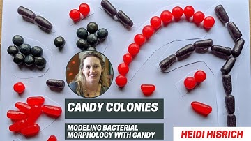 Candy Colonies: Modeling Bacterial Morphology