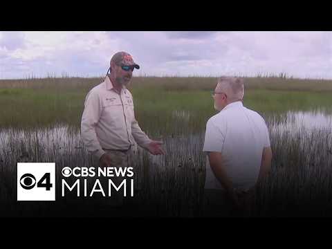 Recent rains revive Everglades, bringing relief to airboat tour businesses