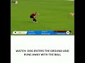 During The Women S Cricket Match The Dog Entered The Ground And Ran Away With The Ball Viralvideo During The Women S Cricket Match The Dog Entered The Ground And Ran Away With The Ball Viralvideo