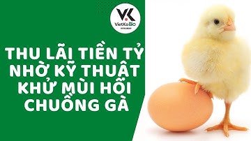 Thu lãi tiền tỷ nhờ kỹ thuật khử mùi hôi chuồng gà #nhanonglamgiau #channuoiga #vietkobio