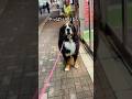 ストレッチ専門店に入りたがるバーニーズマウンテンドッグ