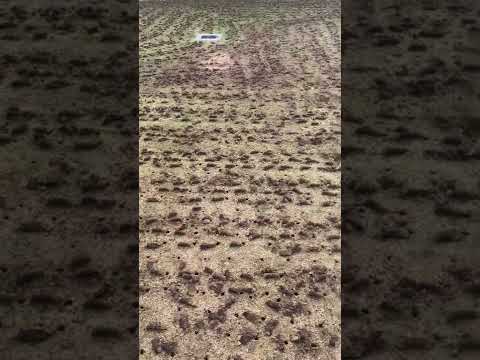 Core Aeration with