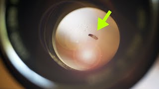 BUG found in camera lens!!!