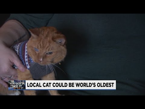Oregon cat, 26, could go down in record books as world's oldest