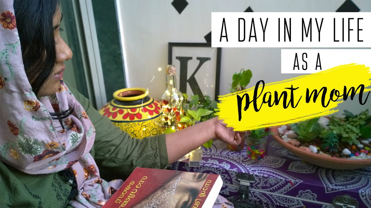 A day in my life as a plant mom How I grow plants in my kitchen