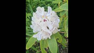 Smoky Mountain Trip May 2026 Song by Rex Masterman
