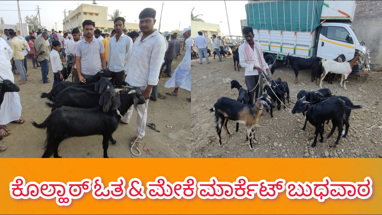 ಕೊಲ್ಹಾರ್ ಓತ & ಮೇಕೆ ಮಾರ್ಕೆಟ್ ಬುಧವಾರ Kolhar Goat Market Wednesday