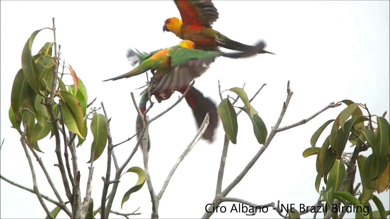 Jandaya Parakeet - Jandaia-verdadeira - Aratinga jandaya 
