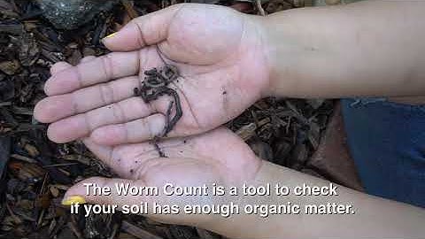 The Worm Count