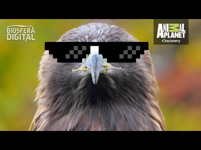 El Águila Real, uno de los animales con mejor visión del mundo - Biósfera  Digital - YouTube