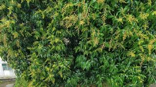 Huge Mango Tree In Full Blooms