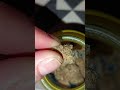 Berry Cream Puff by Upstate MC #uk #medical #sweet