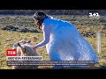 Новини світу: у Німеччині наречена кинулась на допомогу вівці просто у весільному вбранні