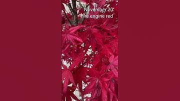 Late November, "Pixie", Dwarf Japanese Maple