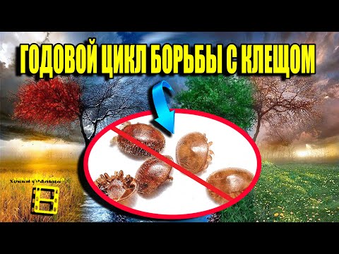 ГОДОВОЙ ЦИКЛ БОРЬБЫ С КЛЕЩОМ ВАРРОА- ВАРРОАТОЗ ПЧЕЛ ЛЕЧЕНИЕ- ДЛЯ НАЧИНАЮЩИХ ПЧЕЛОВОДОВ 22 3