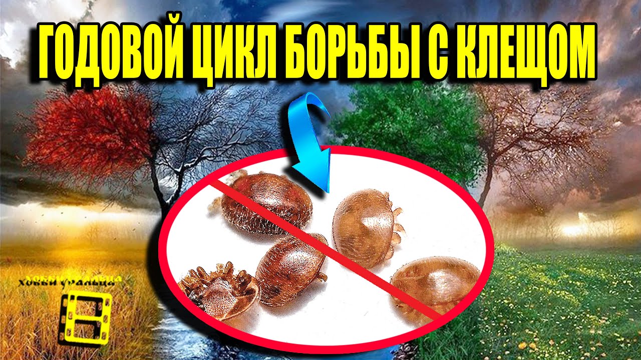 ГОДОВОЙ ЦИКЛ БОРЬБЫ С КЛЕЩОМ ВАРРОА. ВАРРОАТОЗ ПЧЕЛ ЛЕЧЕНИЕ. ДЛЯ НАЧИНАЮЩИХ ПЧЕЛОВОДОВ 22-3