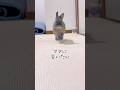 どうしても親離れできない子ウサギが切ない #short #うさぎ #rabbit