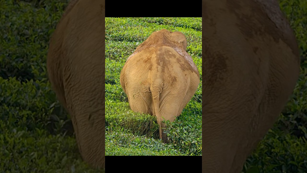 Their home became a tea garden. Yet they never harmed the tea plants. 