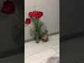 Кролик кушает тюльпаны)))любительница цветов 😂😻❤️🐰🌷