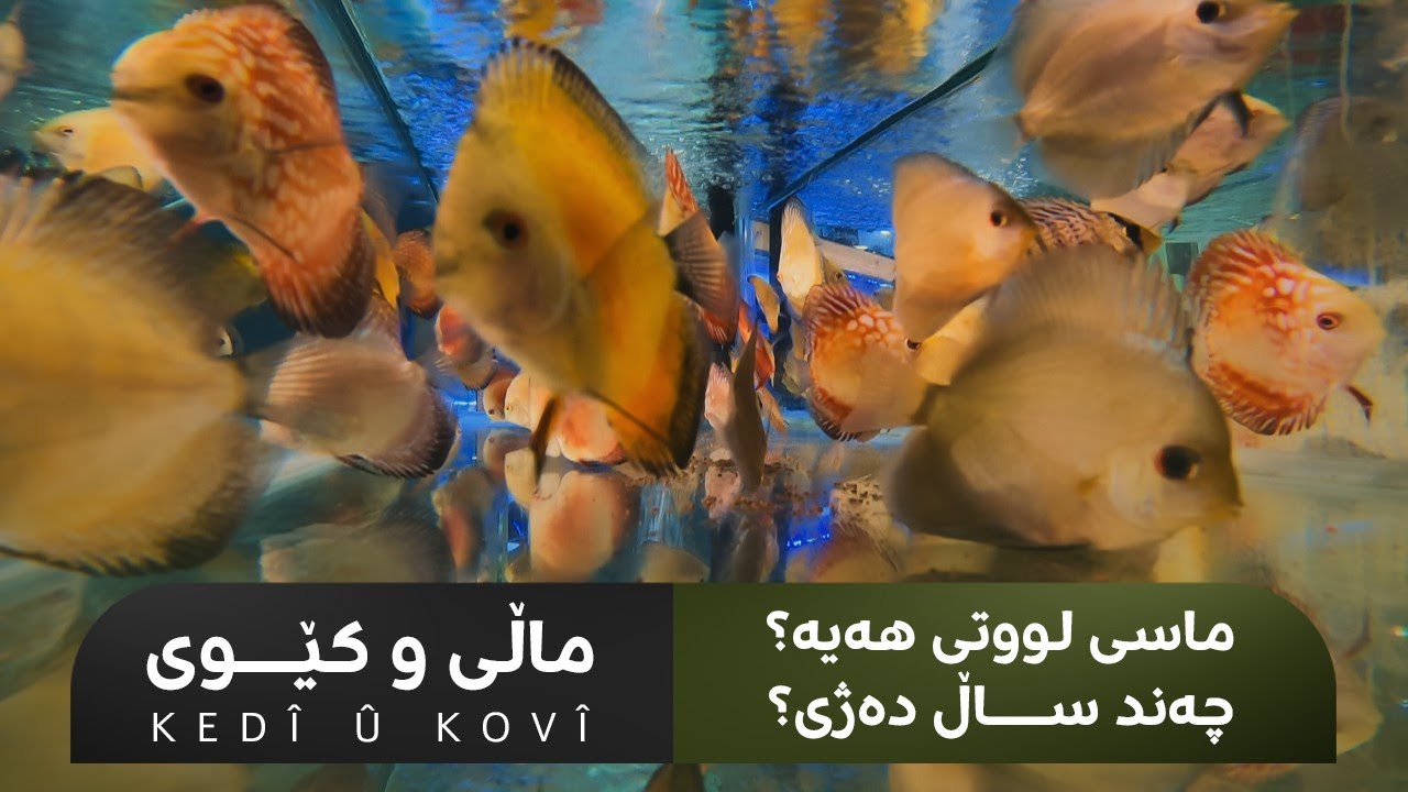 KEDÎ Û KOVÎ | ماڵی و کێوی- ماسی لووتی هەیە؟ چەند دەژی؟